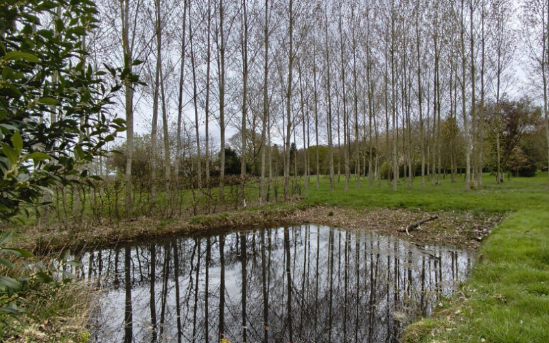 
ACIGNE - Propriété rurale - 2 habitations
 - Photo 11
