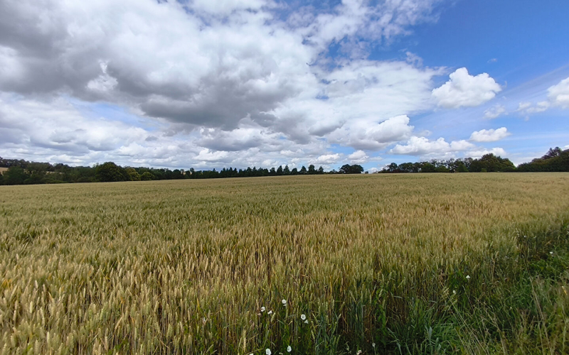 
VITRE (35) - propriété rurale sur 7ha.
 - Photo 14