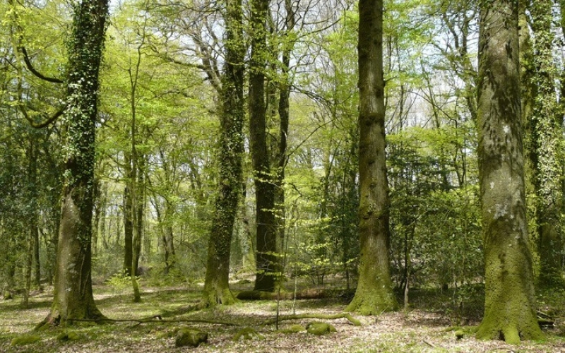 
Bois à vendre en Forêt de Rennes
 - Photo 1